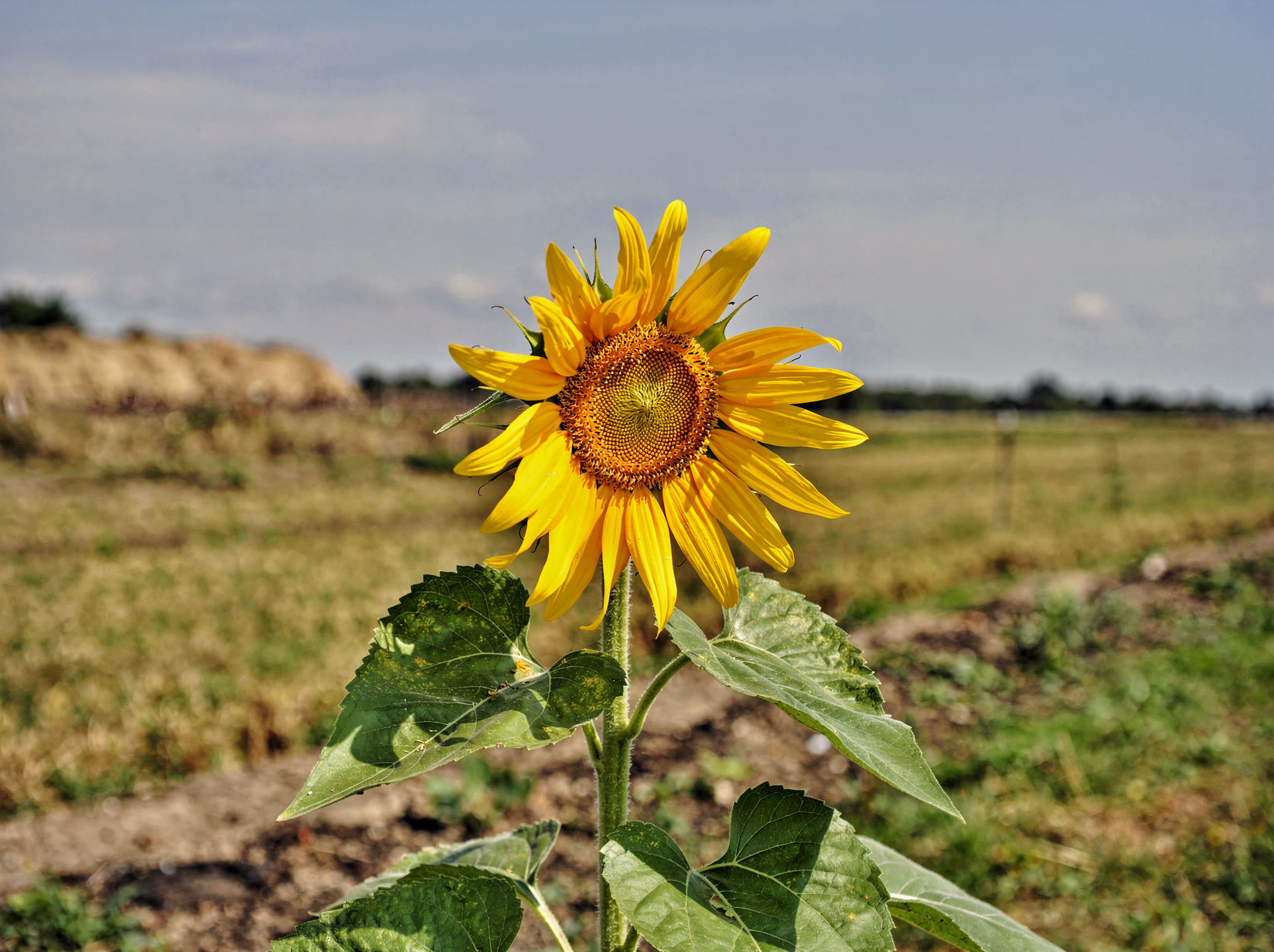 Sunflower — hero (AI-generated reference image)
